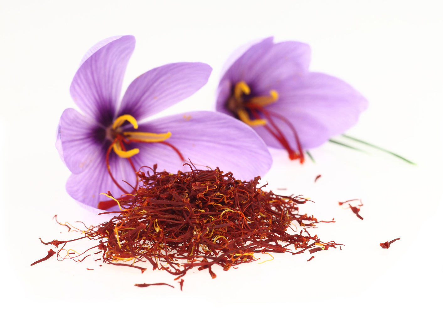 Dried saffron spice and Saffron flowers