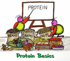 PROTEIN VEGETAL PC